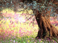 Free Blooming Spring Screensaver screenshot